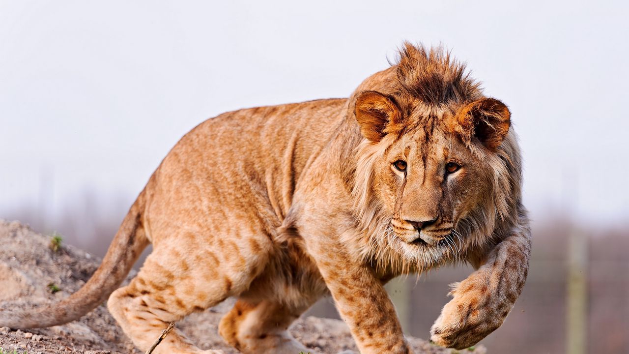 Wallpaper lion, hunting, look, walk, care