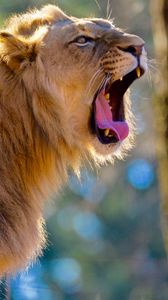 Preview wallpaper lion, jaws, fangs, big cat
