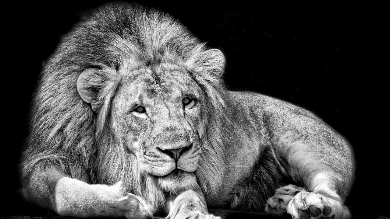 Wallpaper lion, king, background