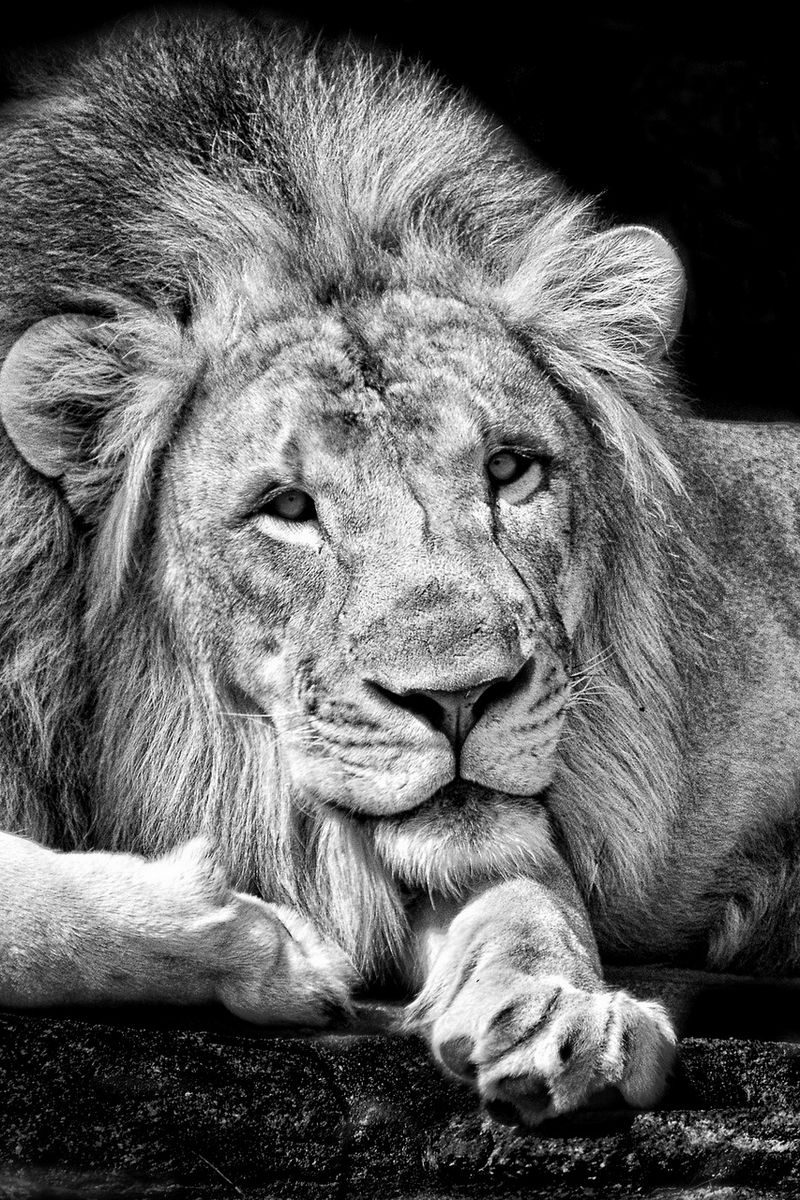 Download wallpaper 800x1200 lion, king, background iphone 4s/4 for ...