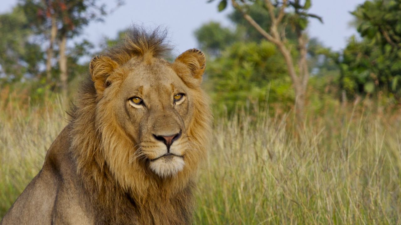 Wallpaper lion, king of beasts, big cat