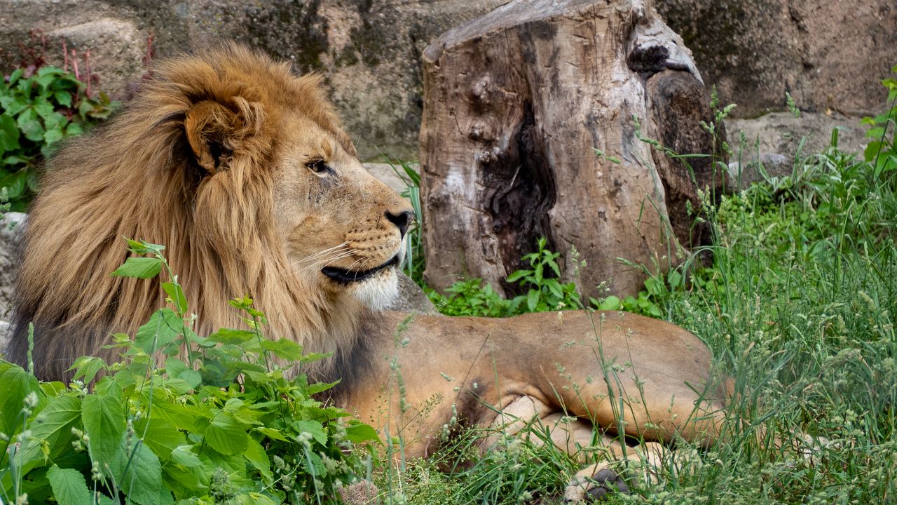 Wallpaper lion, king of beasts, big cat, animal