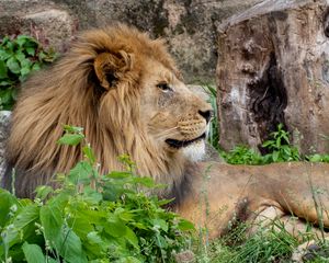 Preview wallpaper lion, king of beasts, big cat, animal