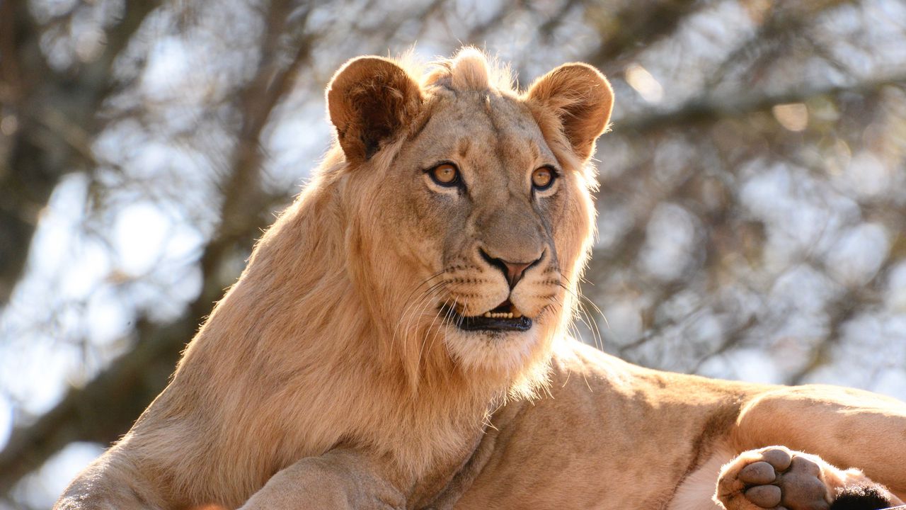 Wallpaper lion, king of beasts, big cat, stone