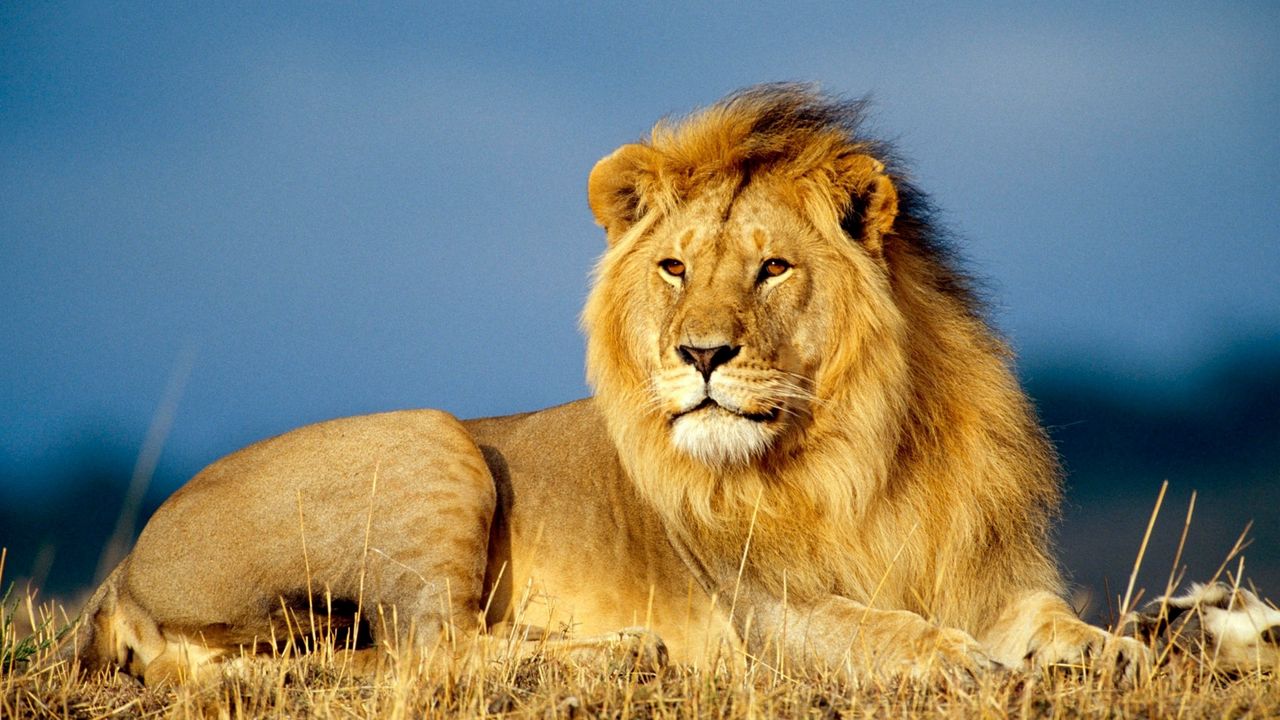 Wallpaper lion, king of beasts, lie, look, mane