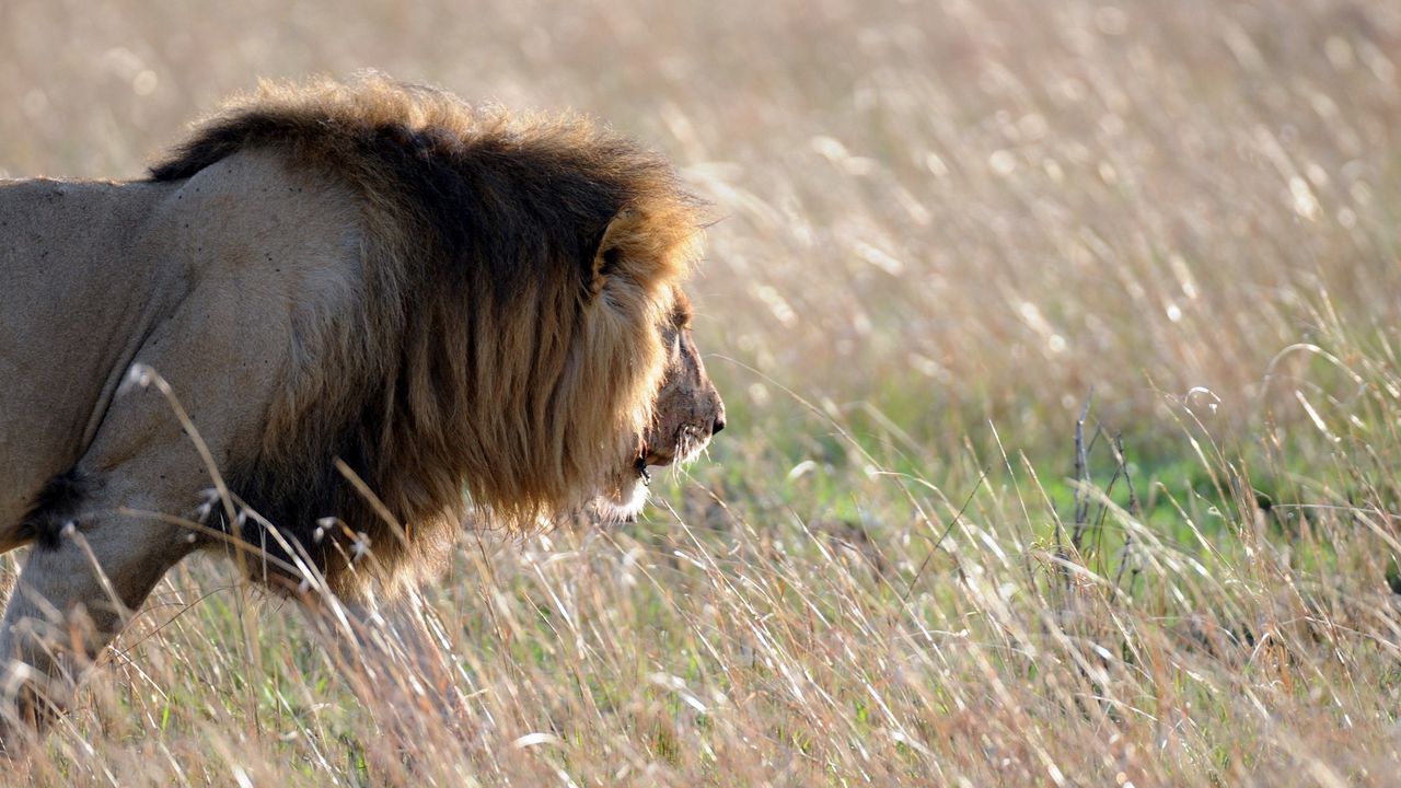 Wallpaper lion, king of beasts, look