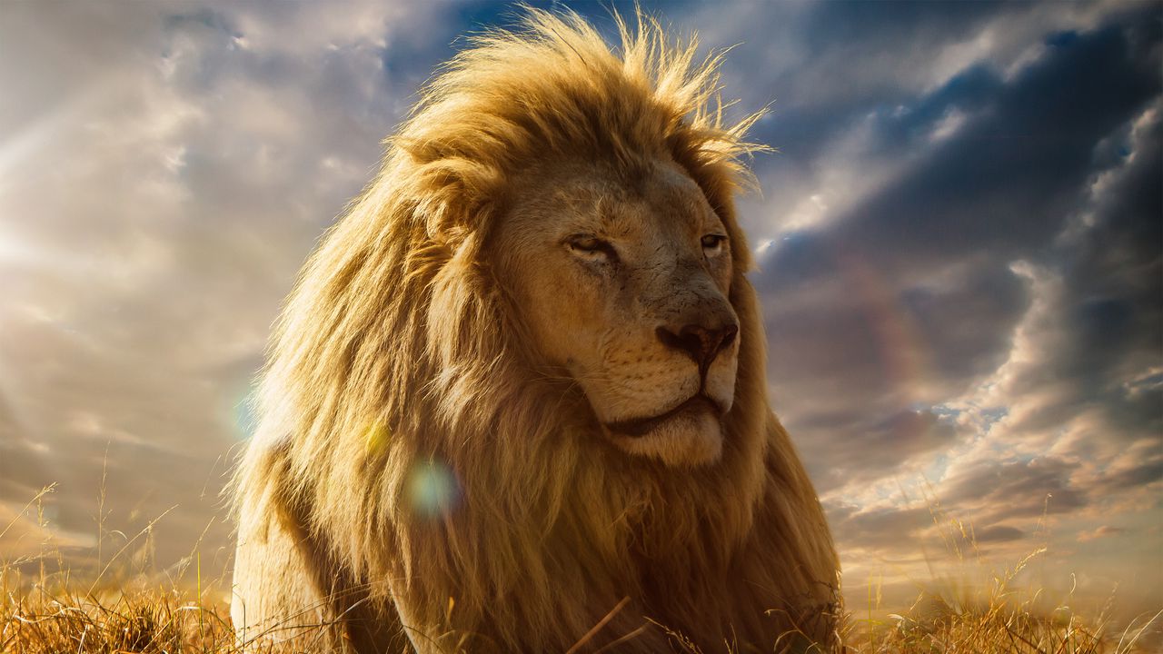 Wallpaper Lion, King Of Beasts, Mane, Savannah Hd, Picture, Image