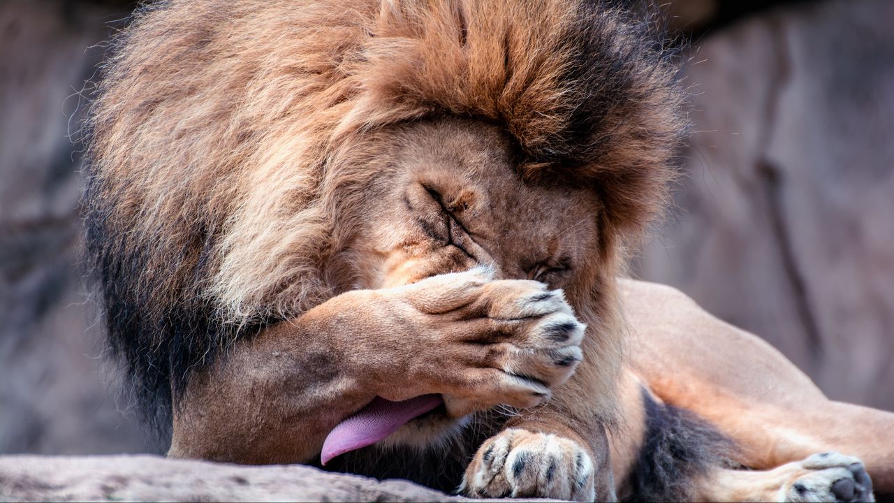 Wallpaper lion, king of beasts, tongue, wash, head
