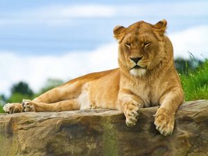 Preview wallpaper lion, lie down, summer, king, beasts