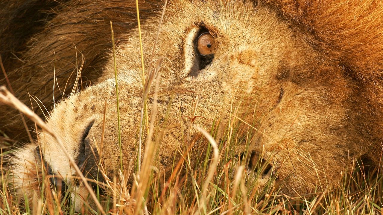 Wallpaper lion, lie, grass, eyes, big cat, predator