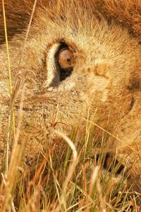 Preview wallpaper lion, lie, grass, eyes, big cat, predator