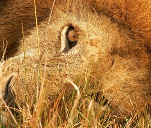 Preview wallpaper lion, lie, grass, eyes, big cat, predator