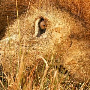 Preview wallpaper lion, lie, grass, eyes, big cat, predator