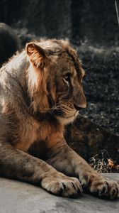 Preview wallpaper lion, lion cub, baby, embarrassed, predator, big cat