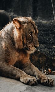 Preview wallpaper lion, lion cub, baby, embarrassed, predator, big cat