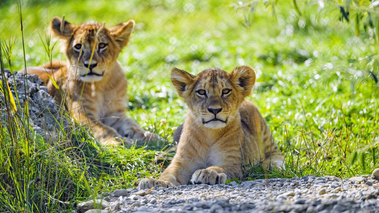 Wallpaper lion, lion cub, cub, predator, grass