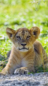 Preview wallpaper lion, lion cub, cub, predator, grass