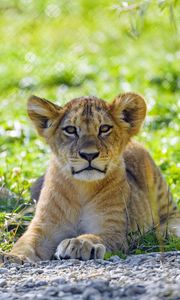 Preview wallpaper lion, lion cub, cub, predator, grass