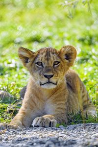 Preview wallpaper lion, lion cub, cub, predator, grass