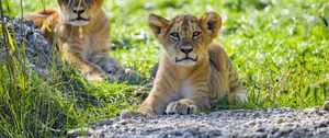 Preview wallpaper lion, lion cub, cub, predator, grass