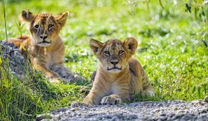 Preview wallpaper lion, lion cub, cub, predator, grass