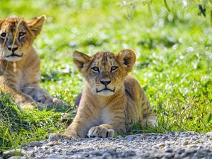 Preview wallpaper lion, lion cub, cub, predator, grass