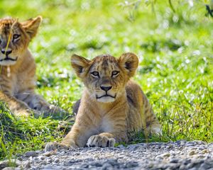 Preview wallpaper lion, lion cub, cub, predator, grass