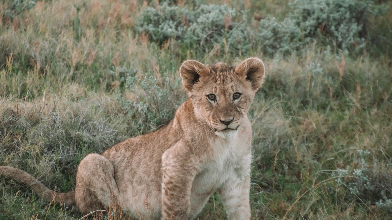 Wallpaper lion, lion cub, cub, animal, wildlife