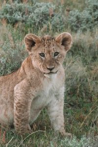 Preview wallpaper lion, lion cub, cub, animal, wildlife