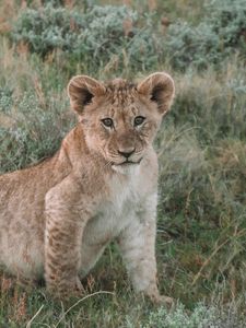 Preview wallpaper lion, lion cub, cub, animal, wildlife