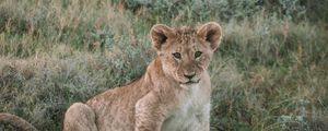Preview wallpaper lion, lion cub, cub, animal, wildlife