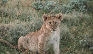 Preview wallpaper lion, lion cub, cub, animal, wildlife