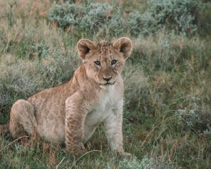 Preview wallpaper lion, lion cub, cub, animal, wildlife