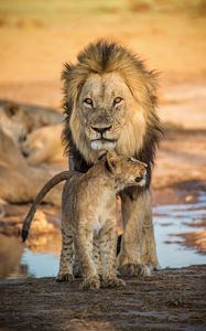 Preview wallpaper lion, lion cub, family, big cat, cub