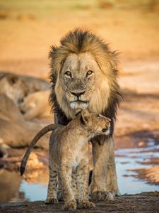 Preview wallpaper lion, lion cub, family, big cat, cub