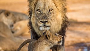 Preview wallpaper lion, lion cub, family, big cat, cub