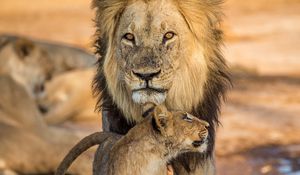 Preview wallpaper lion, lion cub, family, big cat, cub