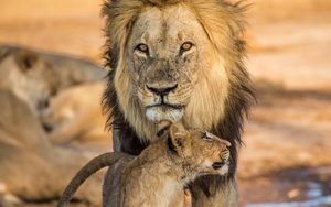 Preview wallpaper lion, lion cub, family, big cat, cub