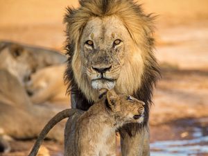 Preview wallpaper lion, lion cub, family, big cat, cub