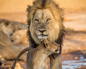 Preview wallpaper lion, lion cub, family, big cat, cub