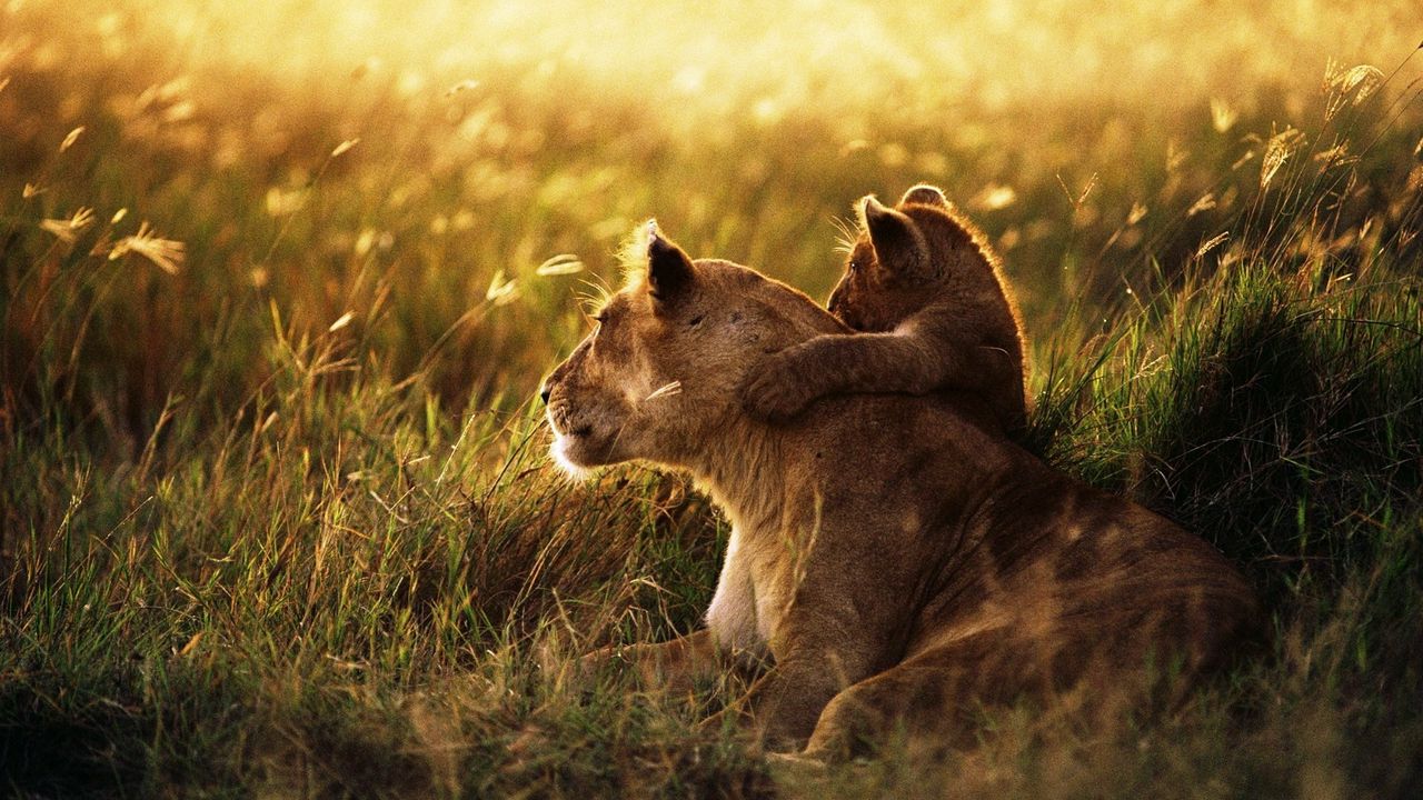Wallpaper lion, lion cub, family, cub, caring, baby, sunshine