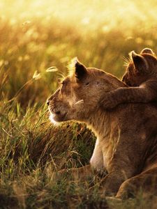 Preview wallpaper lion, lion cub, family, cub, caring, baby, sunshine