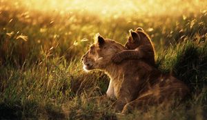 Preview wallpaper lion, lion cub, family, cub, caring, baby, sunshine