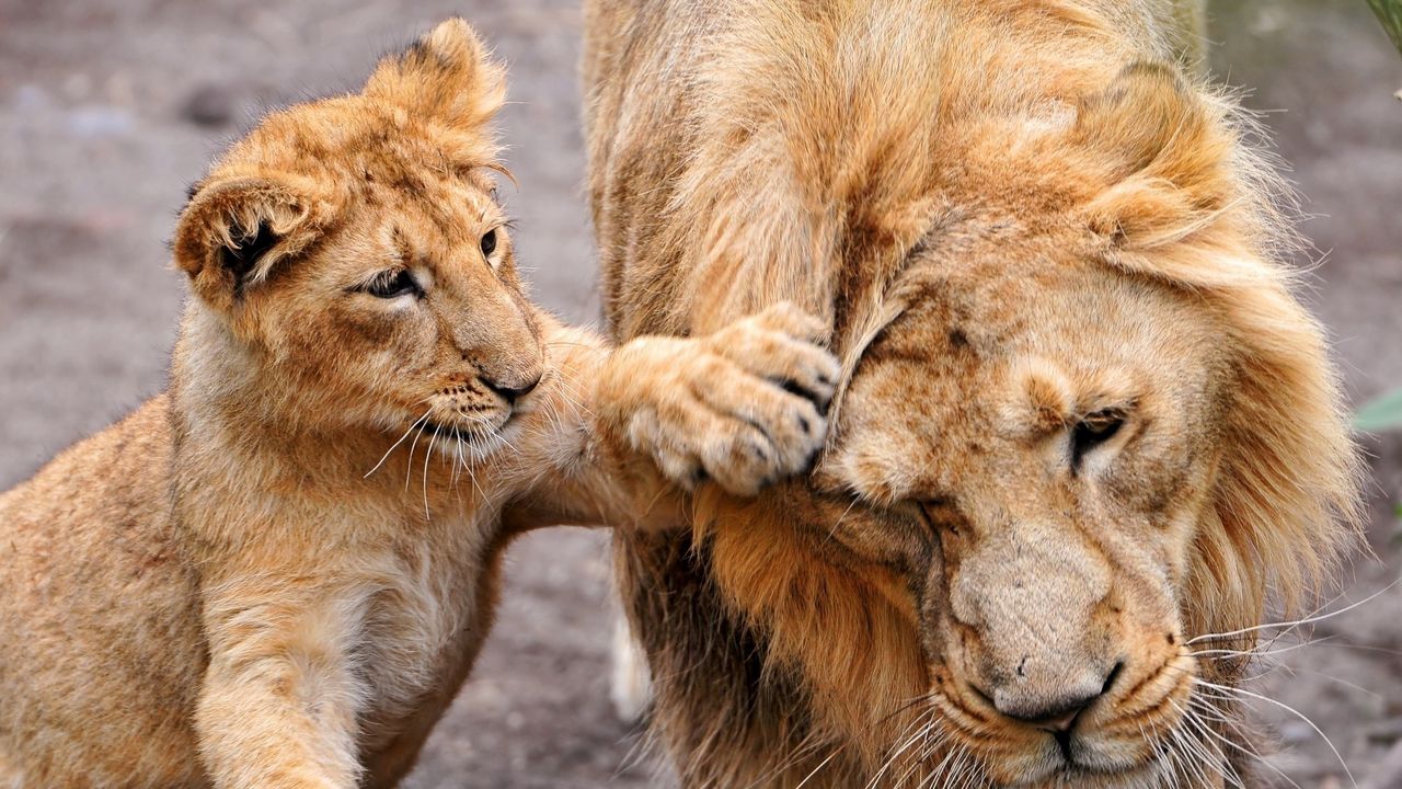 Wallpaper lion, lion cub, lioness, care, family