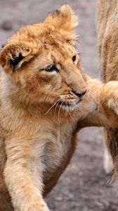 Preview wallpaper lion, lion cub, lioness, care, family