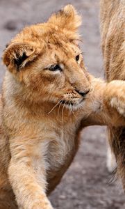 Preview wallpaper lion, lion cub, lioness, care, family