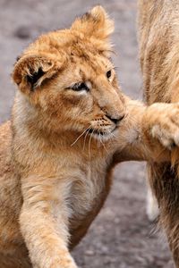 Preview wallpaper lion, lion cub, lioness, care, family