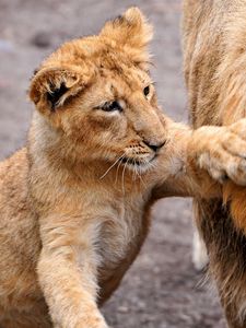 Preview wallpaper lion, lion cub, lioness, care, family