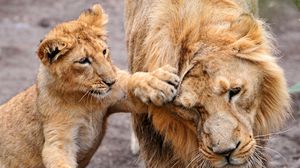 Preview wallpaper lion, lion cub, lioness, care, family