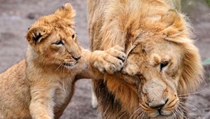 Preview wallpaper lion, lion cub, lioness, care, family